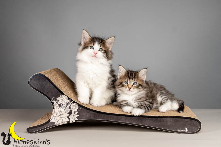 Wurf V (50 Tage alt)