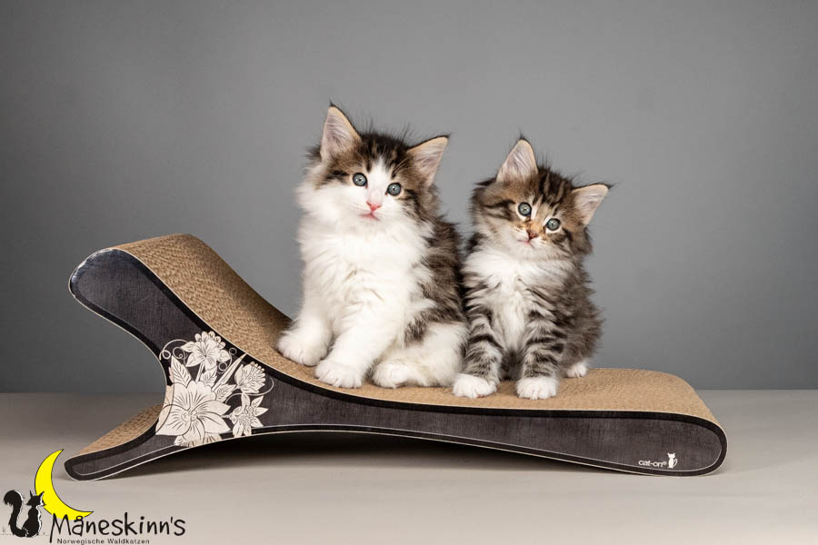 Wurf V (50 Tage alt)