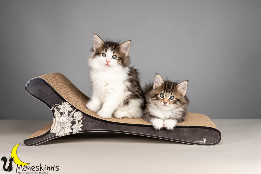 Wurf V (50 Tage alt)