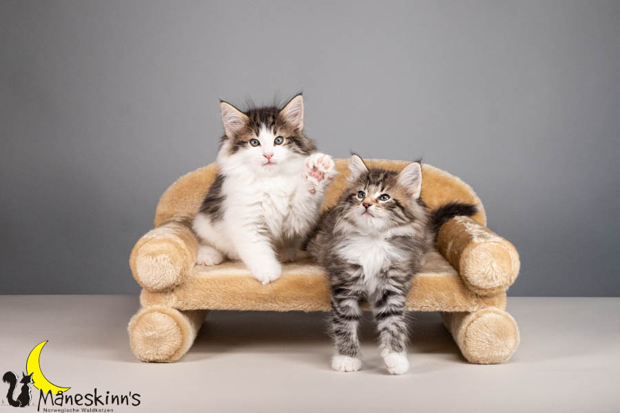 Wurf V (56 Tage alt)