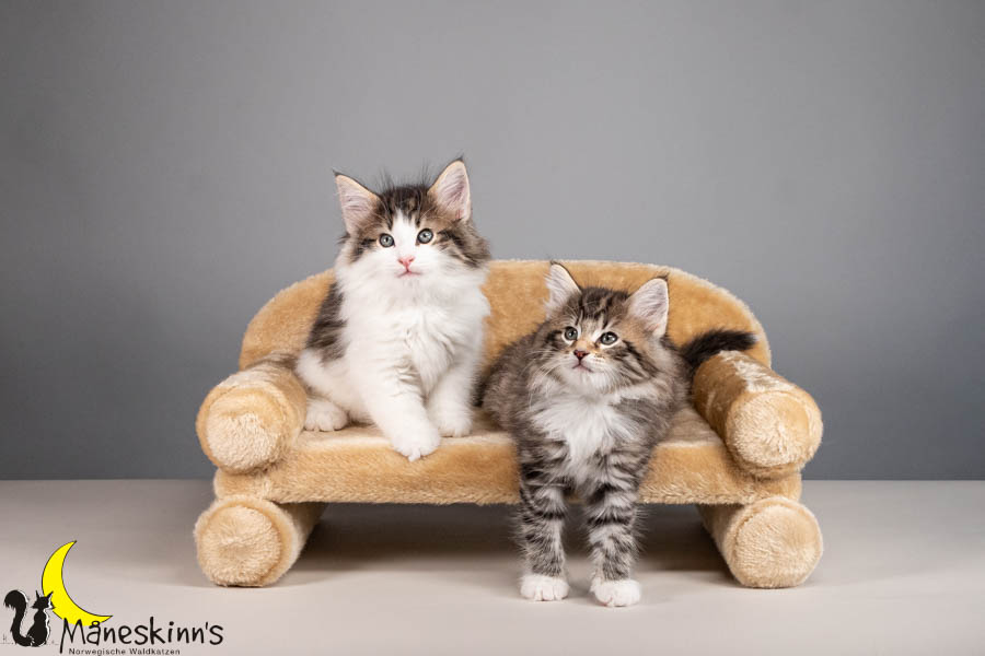 Wurf V (56 Tage alt)