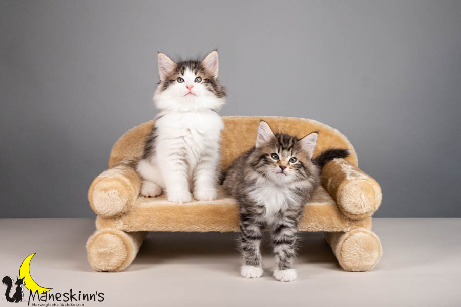 Wurf V (56 Tage alt)