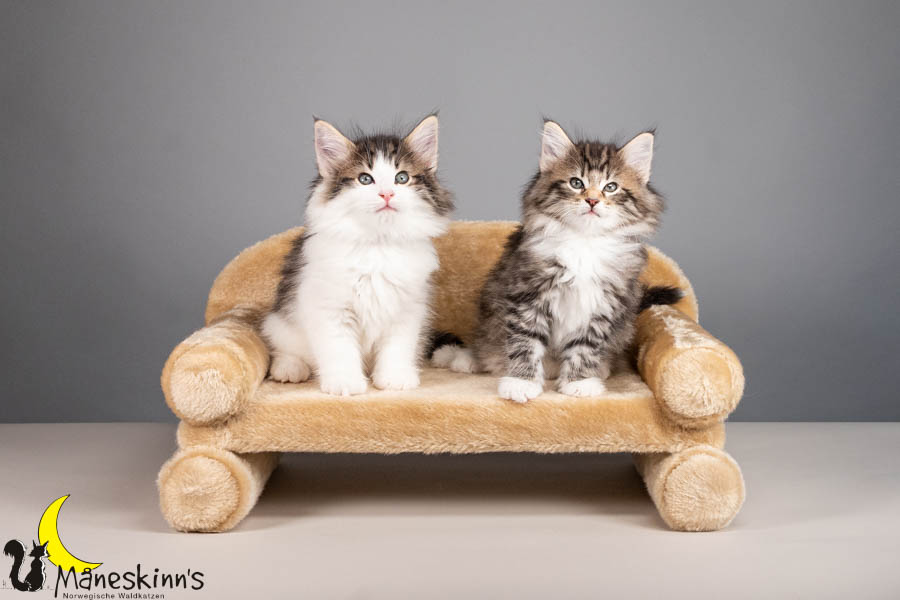 Wurf V (56 Tage alt)