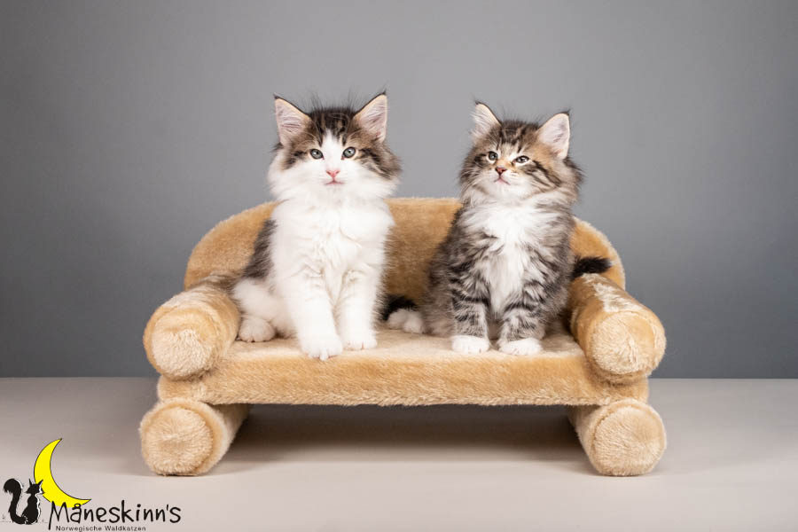 Wurf V (56 Tage alt)