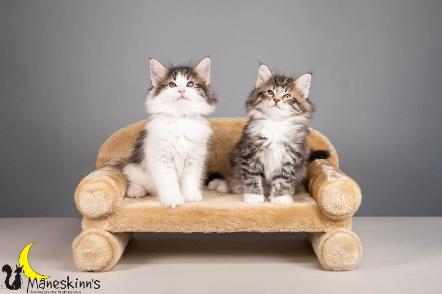 Wurf V (56 Tage alt)