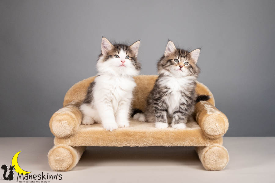 Wurf V (56 Tage alt)