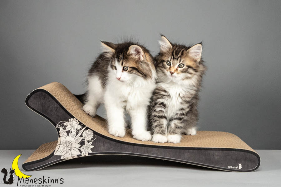 Wurf V (64 Tage alt)