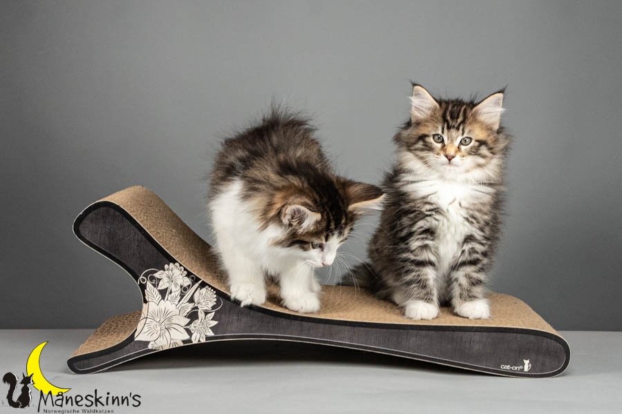 Wurf V (64 Tage alt)