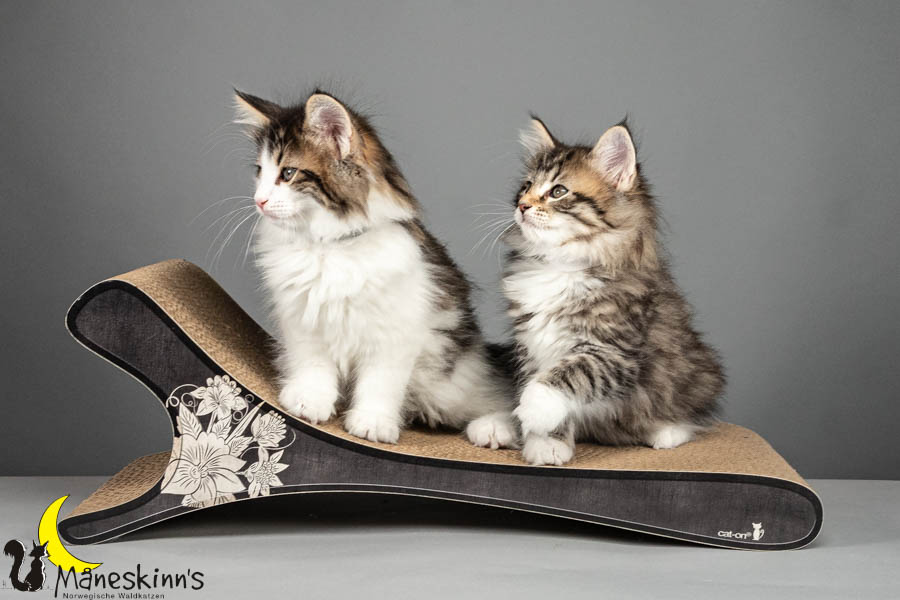 Wurf V (64 Tage alt)