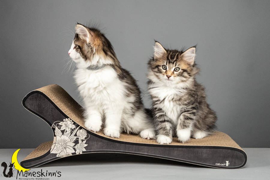 Wurf V (64 Tage alt)