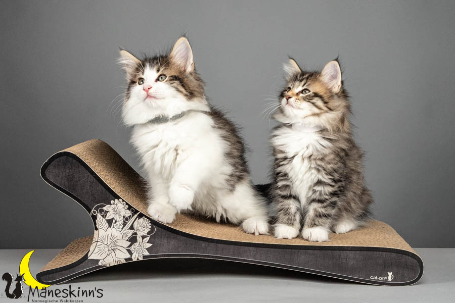 Wurf V (64 Tage alt)