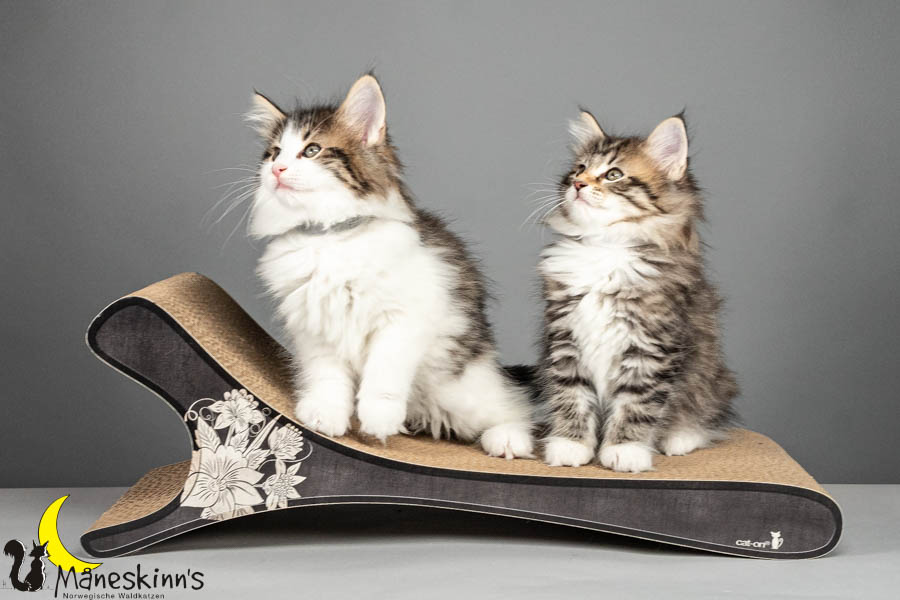 Wurf V (64 Tage alt)