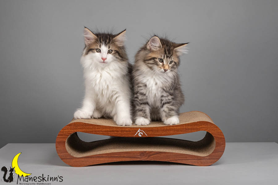 Wurf V (71 Tage alt)