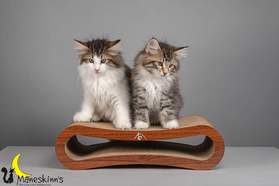 Wurf V (71 Tage alt)