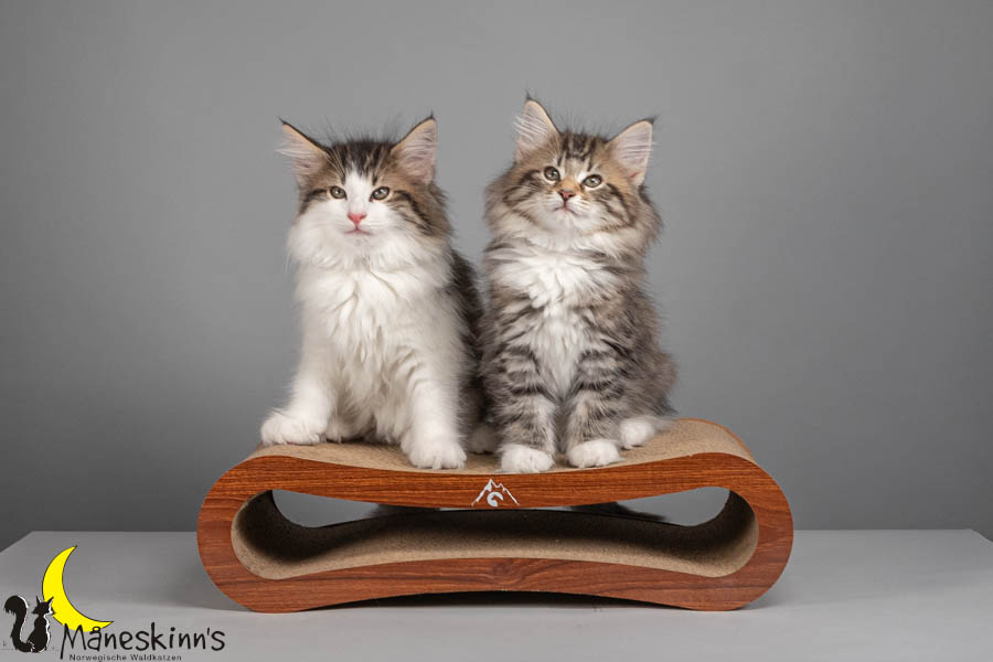 Wurf V (71 Tage alt)