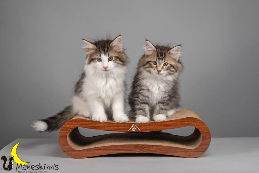 Wurf V (71 Tage alt)