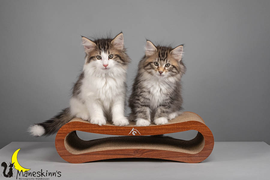 Wurf V (71 Tage alt)