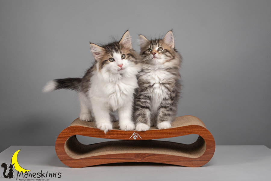 Wurf V (71 Tage alt)