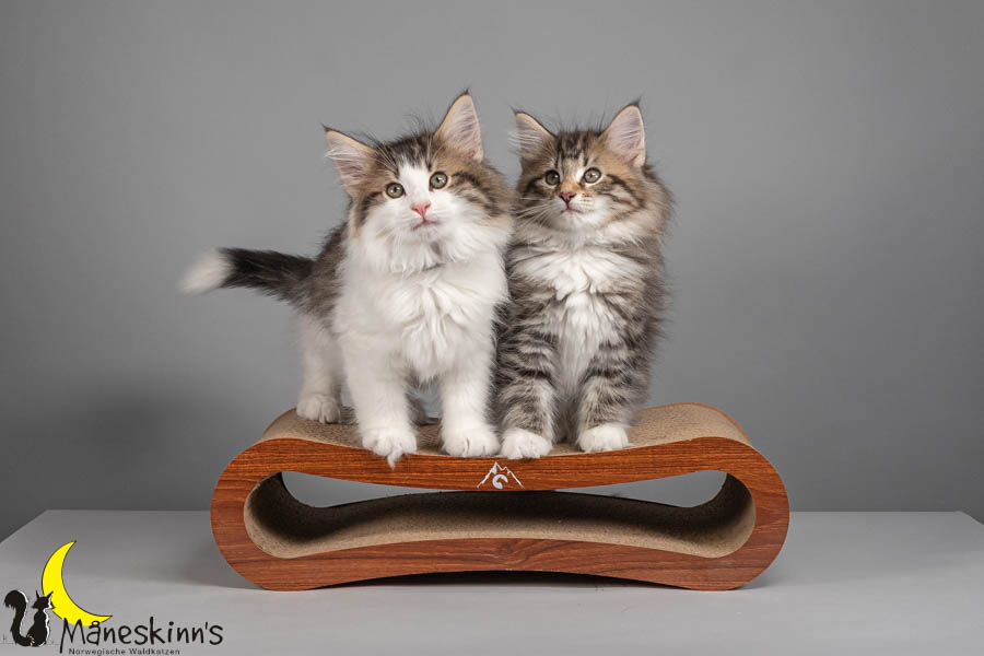 Wurf V (71 Tage alt)