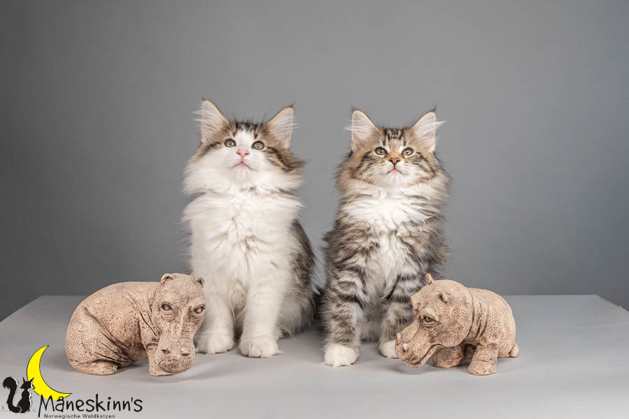 Wurf V (77 Tage alt)