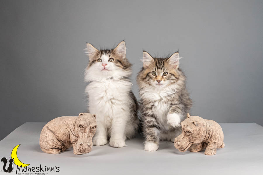 Wurf V (77 Tage alt)