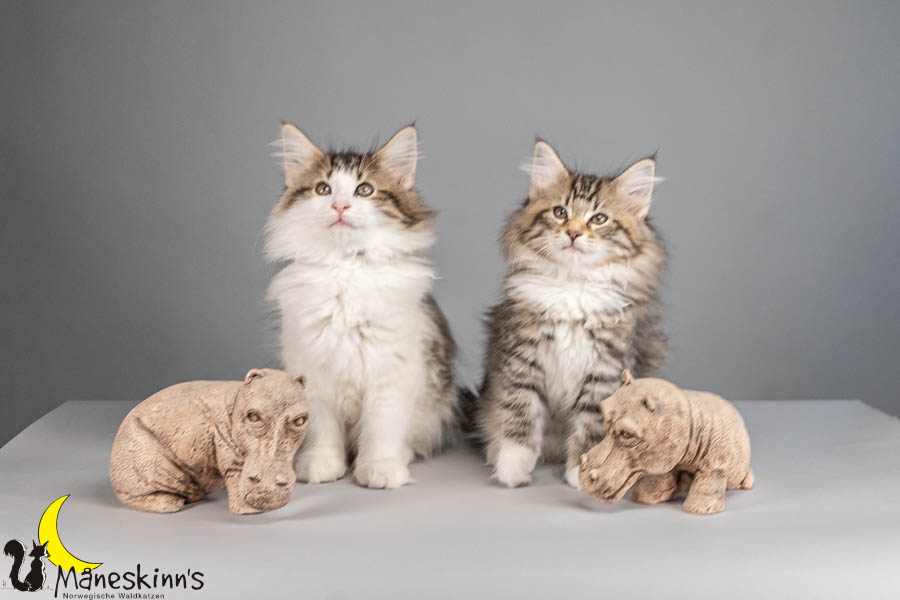 Wurf V (77 Tage alt)