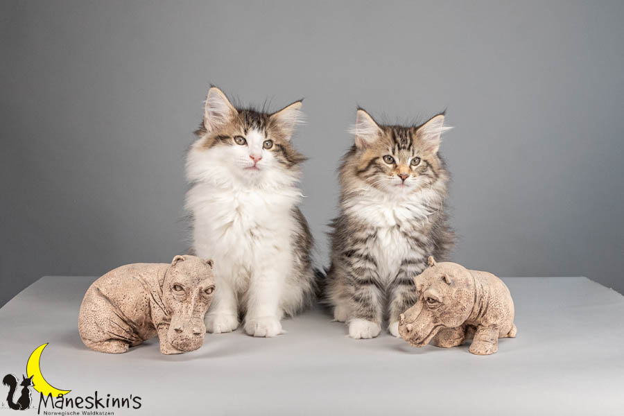 Wurf V (77 Tage alt)