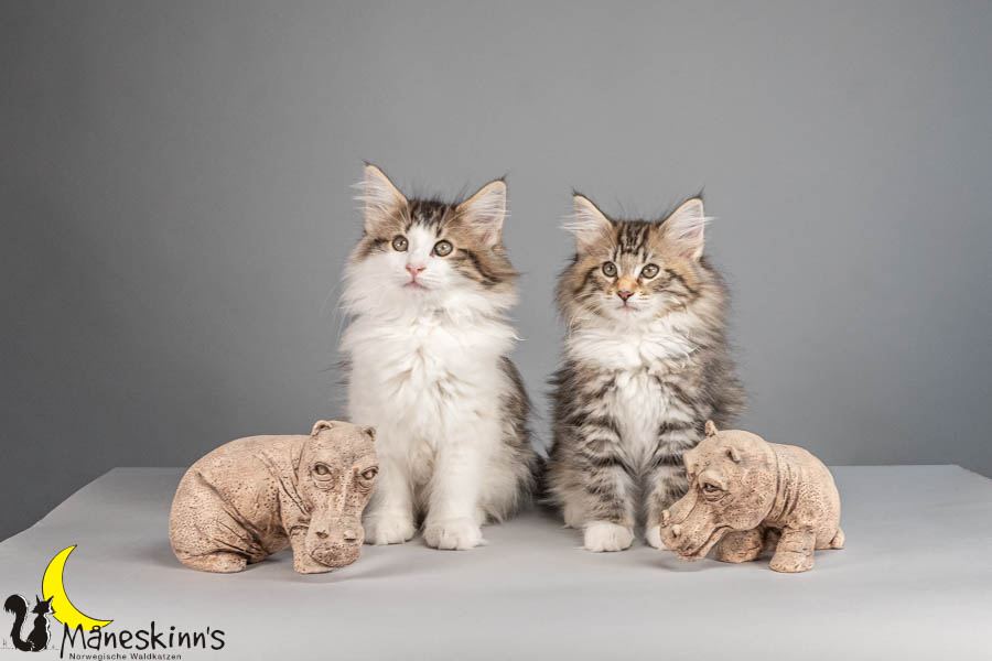 Wurf V (77 Tage alt)