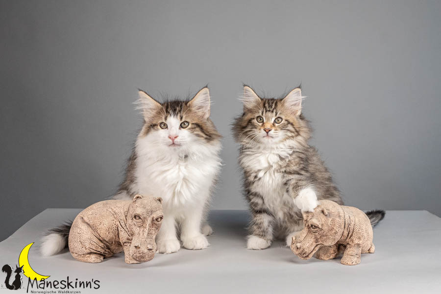 Wurf V (77 Tage alt)