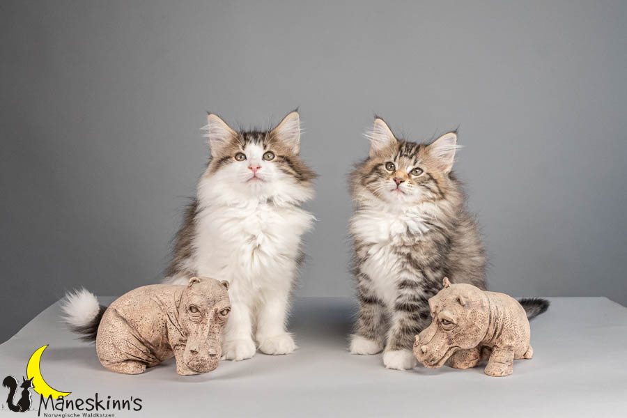 Wurf V (77 Tage alt)