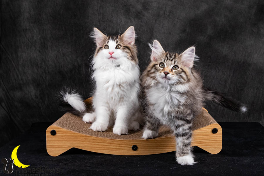 Wurf V (84 Tage alt)