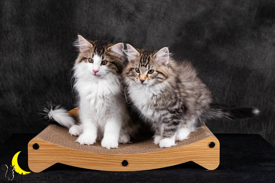 Wurf V (84 Tage alt)