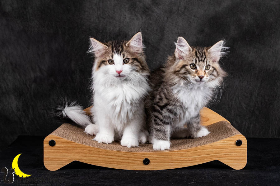 Wurf V (84 Tage alt)