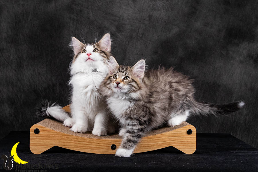 Wurf V (84 Tage alt)