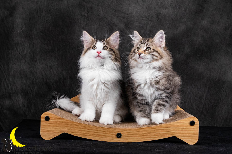 Wurf V (84 Tage alt)