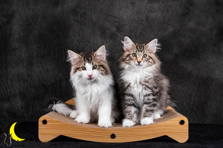 Wurf V (84 Tage alt)