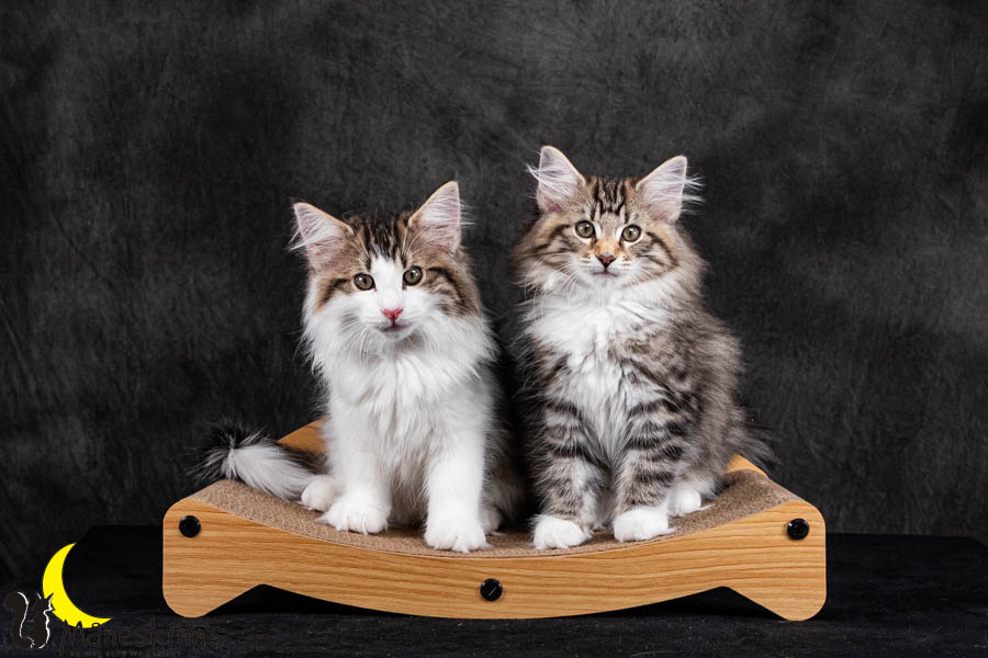 Wurf V (84 Tage alt)