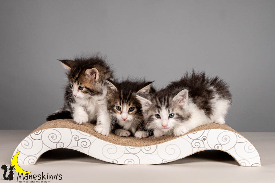 Wurf V (43 Tage alt)