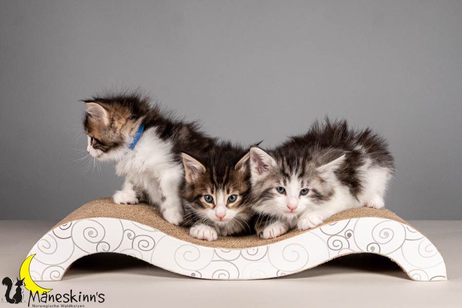 Wurf V (43 Tage alt)