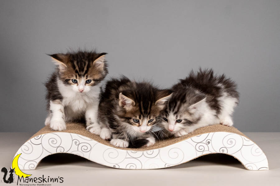 Wurf V (43 Tage alt)