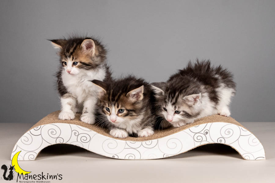 Wurf V (43 Tage alt)