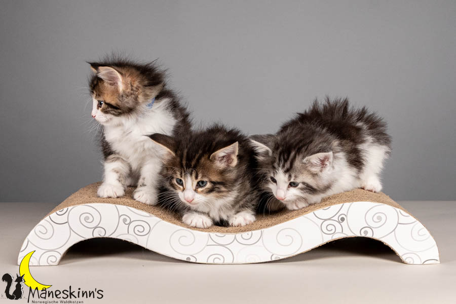 Wurf V (43 Tage alt)