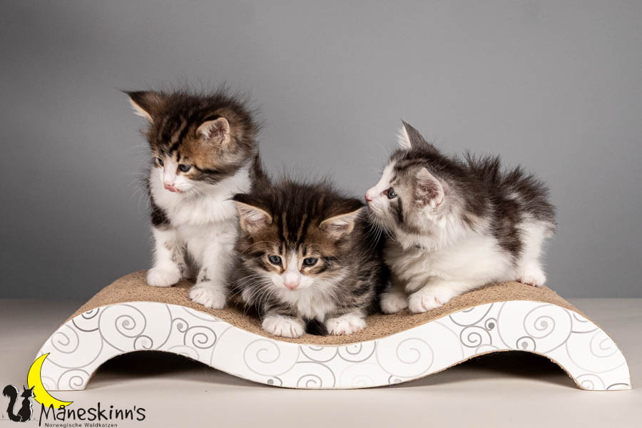 Wurf V (43 Tage alt)