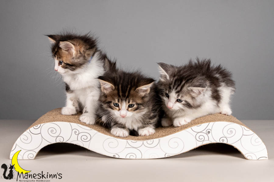 Wurf V (43 Tage alt)