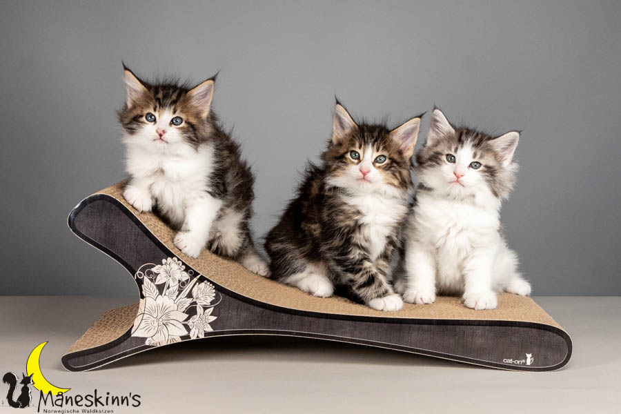 Wurf V (50 Tage alt)