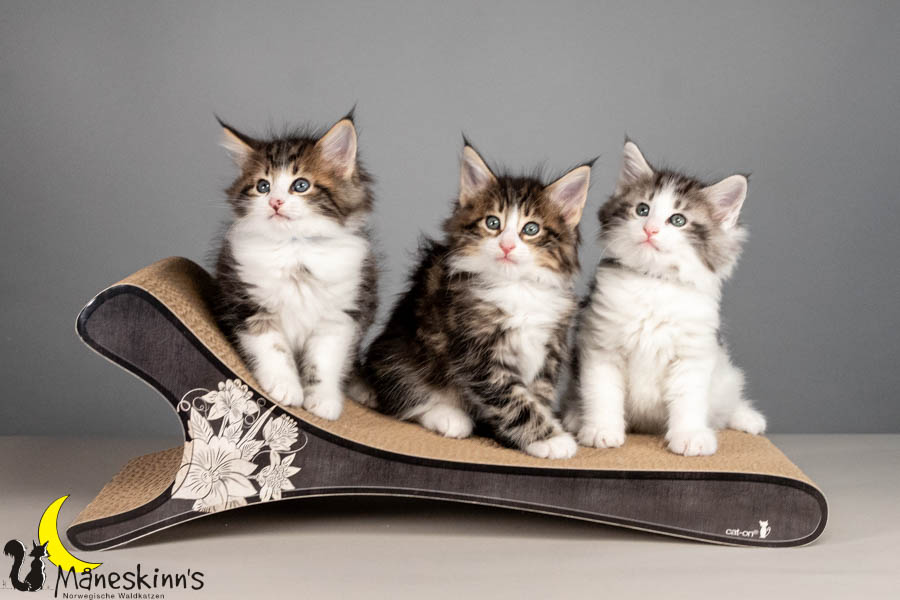 Wurf V (50 Tage alt)