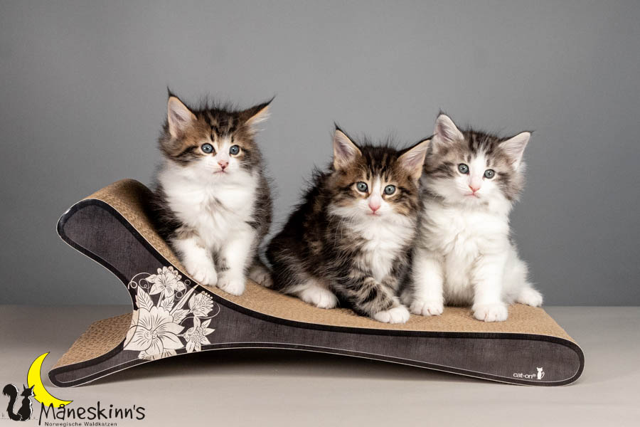 Wurf V (50 Tage alt)