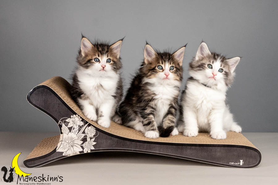 Wurf V (50 Tage alt)