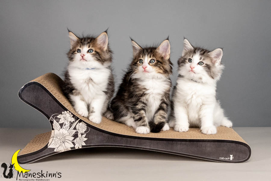 Wurf V (50 Tage alt)