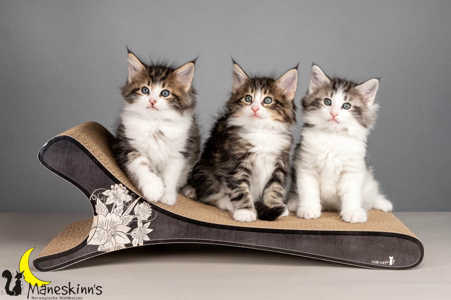 Wurf V (50 Tage alt)